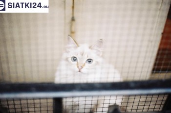 Siatki Zdzieszowice - Zabezpieczenie balkonu siatką - Kocia siatka - bezpieczny kot dla terenów Zdzieszowic